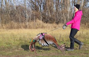 Photographic mock-up showing a woman walking a dog-sized Anomalocaris, a shrimplike arthropod with big eyes and two curled mandibles.