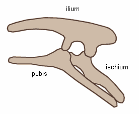 ornithischian