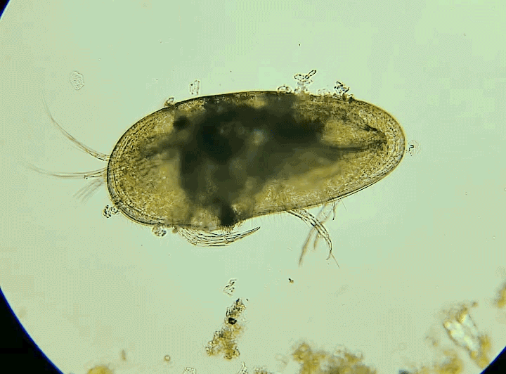 Ostracod_swimming_motions_20200520.gif