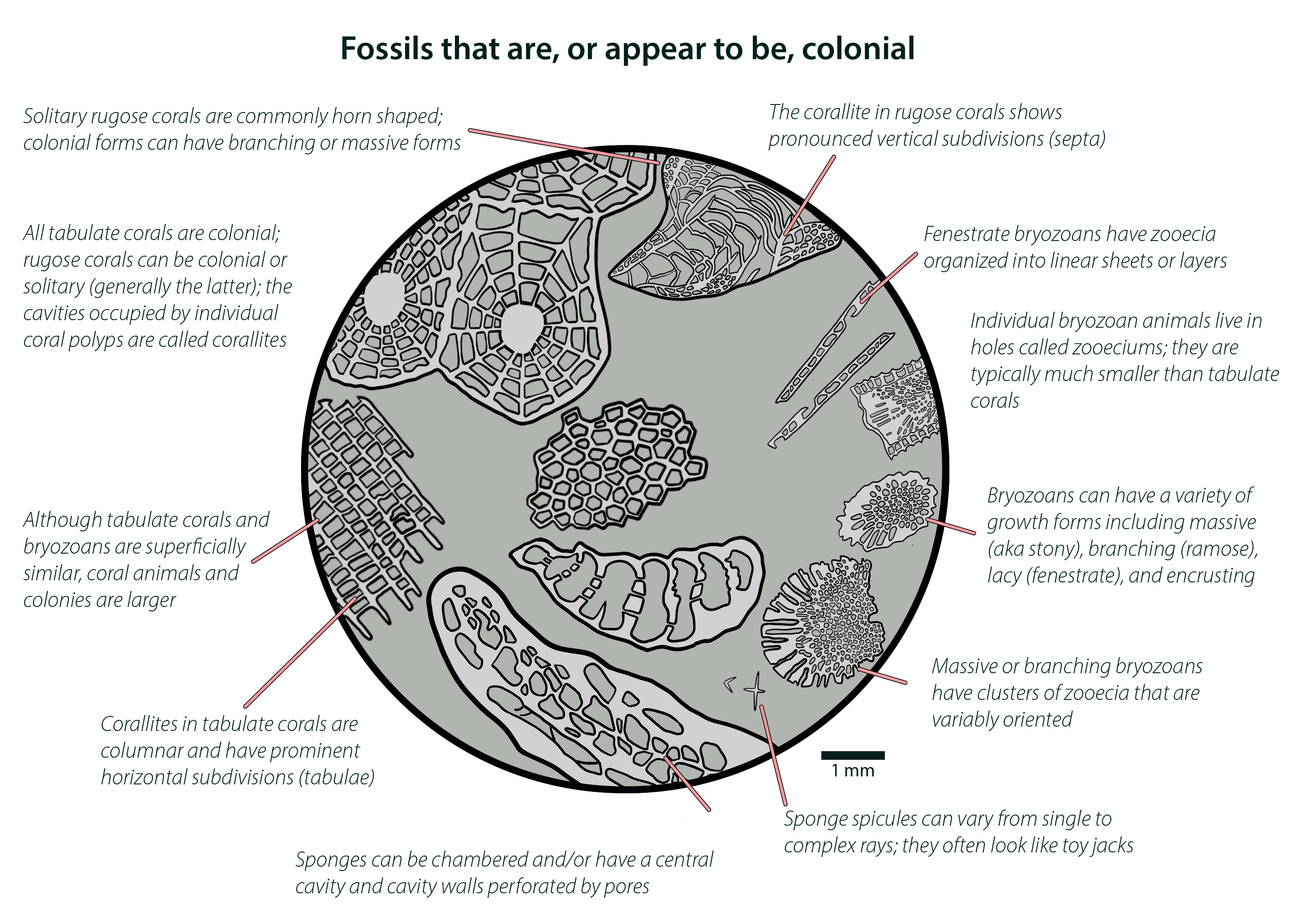 Colonial Fossils.jpg