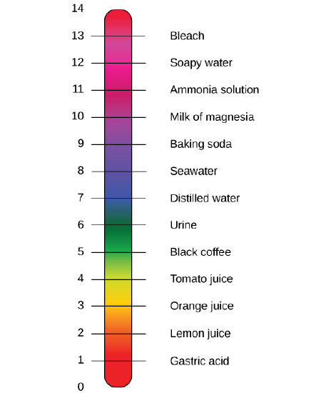 A rainbow bar represents the pH scale. Common basic solutions are seawater and bleach. Common acidic solutions are black coffee and lemon juice.