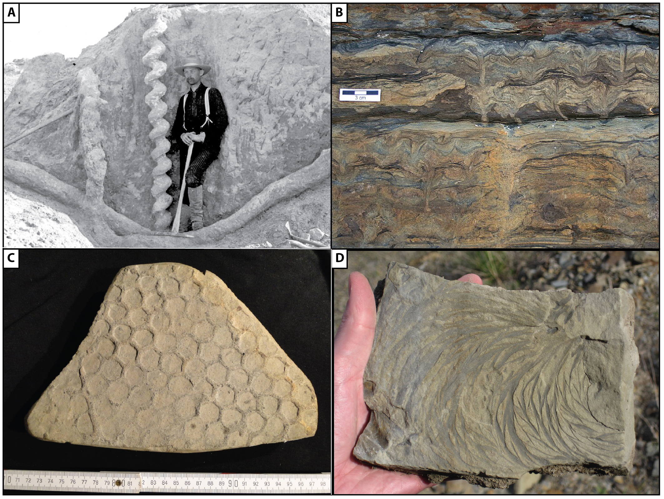 Trace fossil behaviors 1.jpg