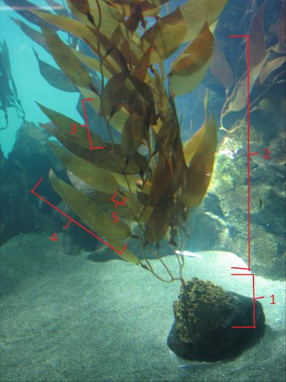 kelp not diagram diagram But diagram photoshop.jpg