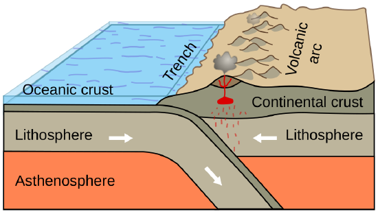 The thinner ocean plate is going under the thicker continental plate.