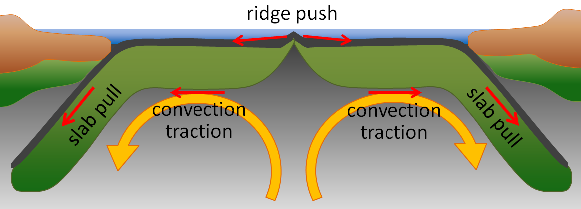 Ridge push occurs at a mid-ocean ridge as the plates move apart due to mantle convection. Slab pull occurs at trench where the plate is descending into the mantle.