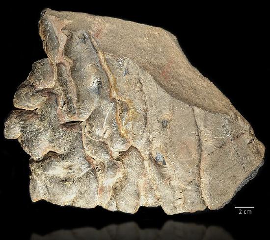 5.4: Sedimentary Structures - Geosciences LibreTexts