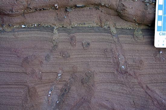 View of cliff of red sandstone that has tunnels and burrows that cut through the layers.