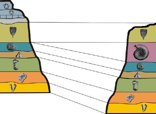 Diagram showing layers containing fossils. Lines correlating the strata with equivalent fossil content.