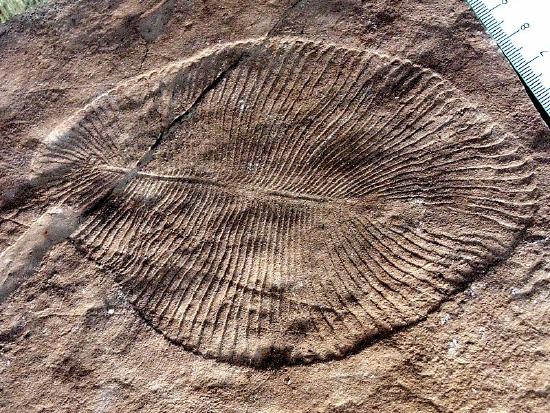 The fossil is flat, leaf-shaped