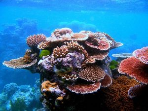 A colorful coral reef.