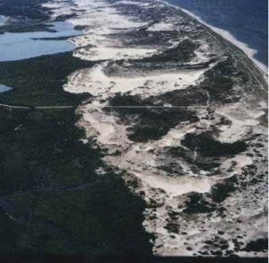 Parabolic dunes anchored by vegetation such that wind blows out the central part and leaves sand wings pointing back from prevailing wind direction