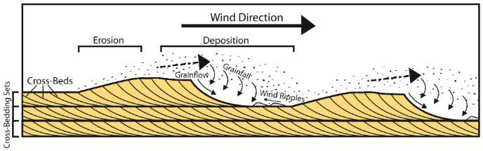 Wind moves from left to right over sand. Sand is blown by the wind. It piles up then falls down the curved slope of a cross bed.