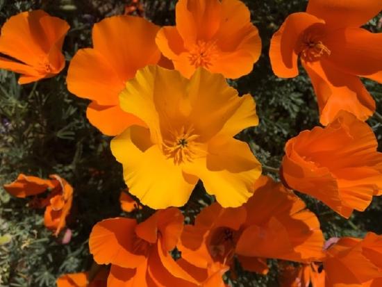 A close-up photo of California poppies