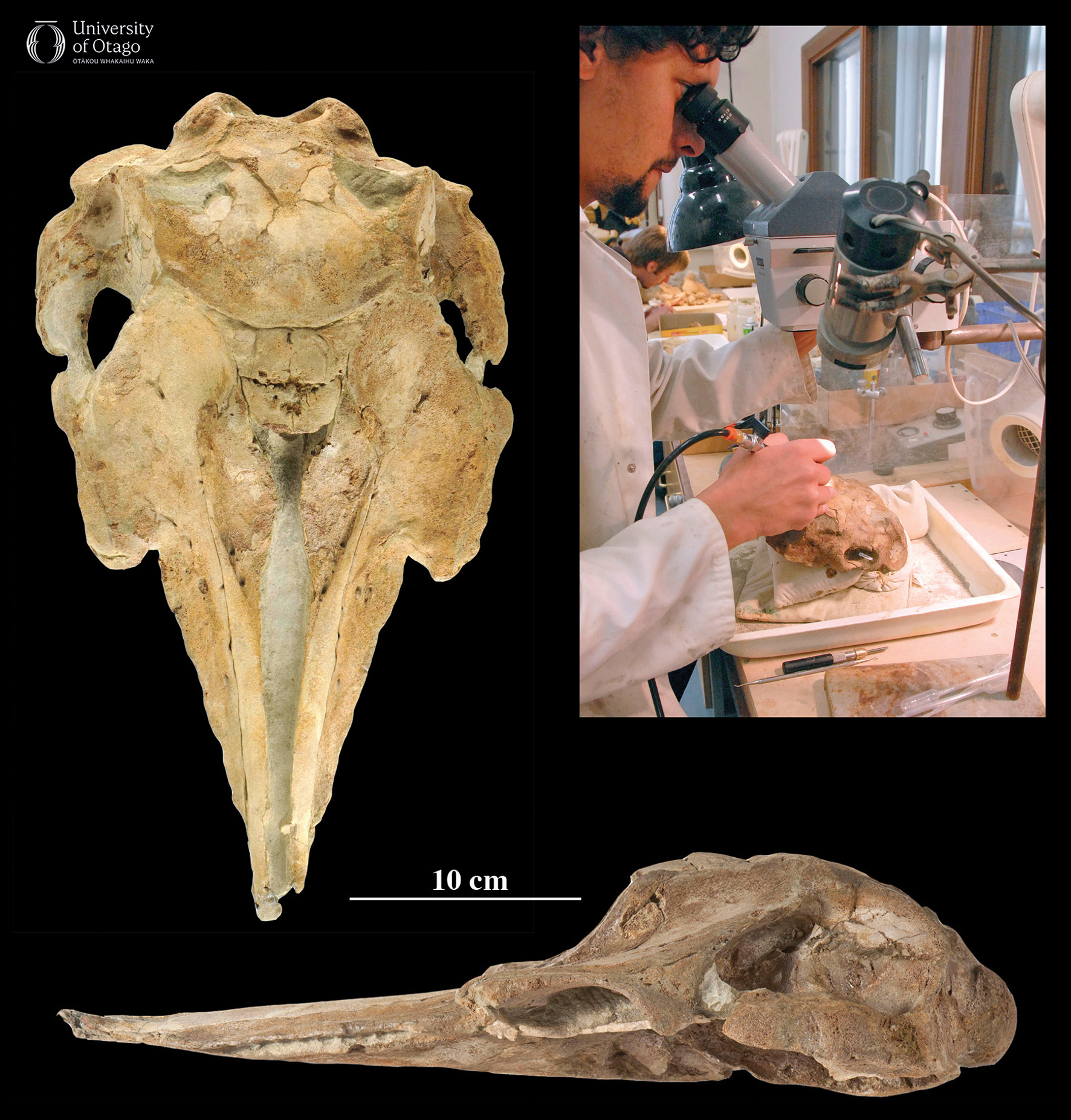 The figure shows three images. The top left image displays the skull of the ancient dolphin Papahu taitapu viewed from above. The specimen ID number for this fossil is OU22066. The fossil is light brown and is shown against a black background. Unfused sutures are visible in the skull indicating it is from an adolescent. The bottom image shows a side view of the same skull. A scale bar indicates that the skull is around 40 centimetres long.. The top right image shows Gabriel Aguirre-Fern&aacute;ndez preparing the fossil skull in a lab setting as part of his doctoral thesis research.