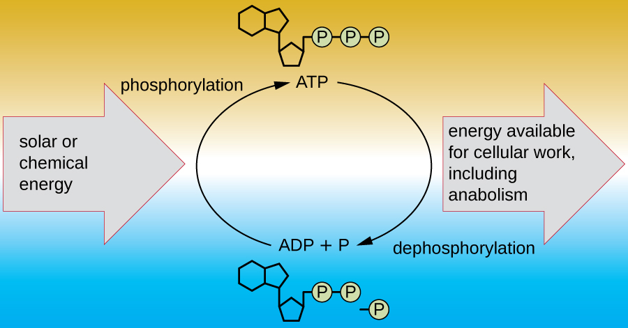Diagram showing ATP at the top and ADP + p at the bottom. Building ATP from ADP + P is called phosphorylation and uses solar or chemical energy. Breaking down ATP into ADP + P is called dephosphorylation and the energy released is available for cellular work including anabolism.