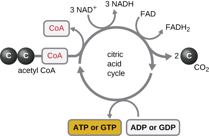 The citric acid cycle is drawn as a circle with arrows around the outside showing what enters and exits the cycle. 3 NAD+ are converted to 3 NADH, 1 FAD is converted to 1 FADH2, 2 CO2 leave the cycle, ADP or GDP are converted to ATP or GTP. Acetyl-CoA enters and CoA leaves (leaving the 2 carbons as part of the cycle.