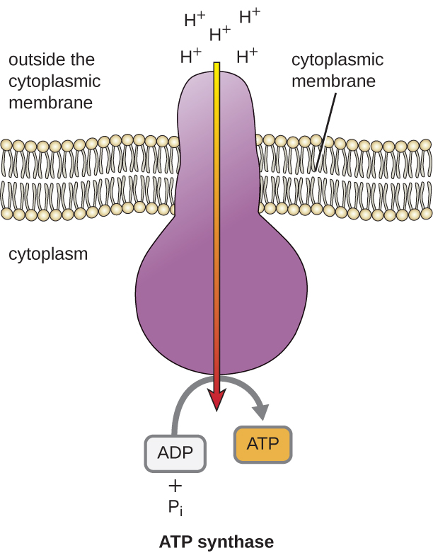 ATP synthase is an enzyme that spans the cytoplasmic membrane. H+ flow in through this protein from the outside of the cytoplasmic membrane into the cytoplasm. On the inner side of the protein, this flow of H+ is used to build ATP from ADP and Pi.