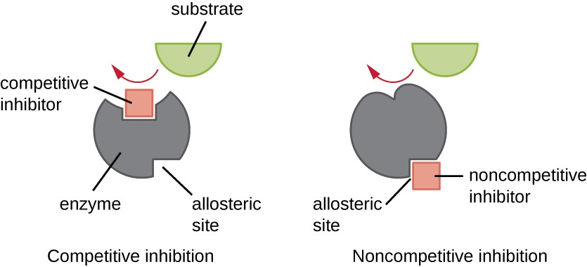 Diagram of competitive inhibition shows an enzyme with an active site at one end and an allosteric site at the other end. In competitive inhibition the competitive inhibitor binds to the active site blocking the substrate from binding. In noncompetitive inhibition, the noncompetitive inhibitor binds to the allosteric site and changes the shape of the active site so that the substrate cannot fit.