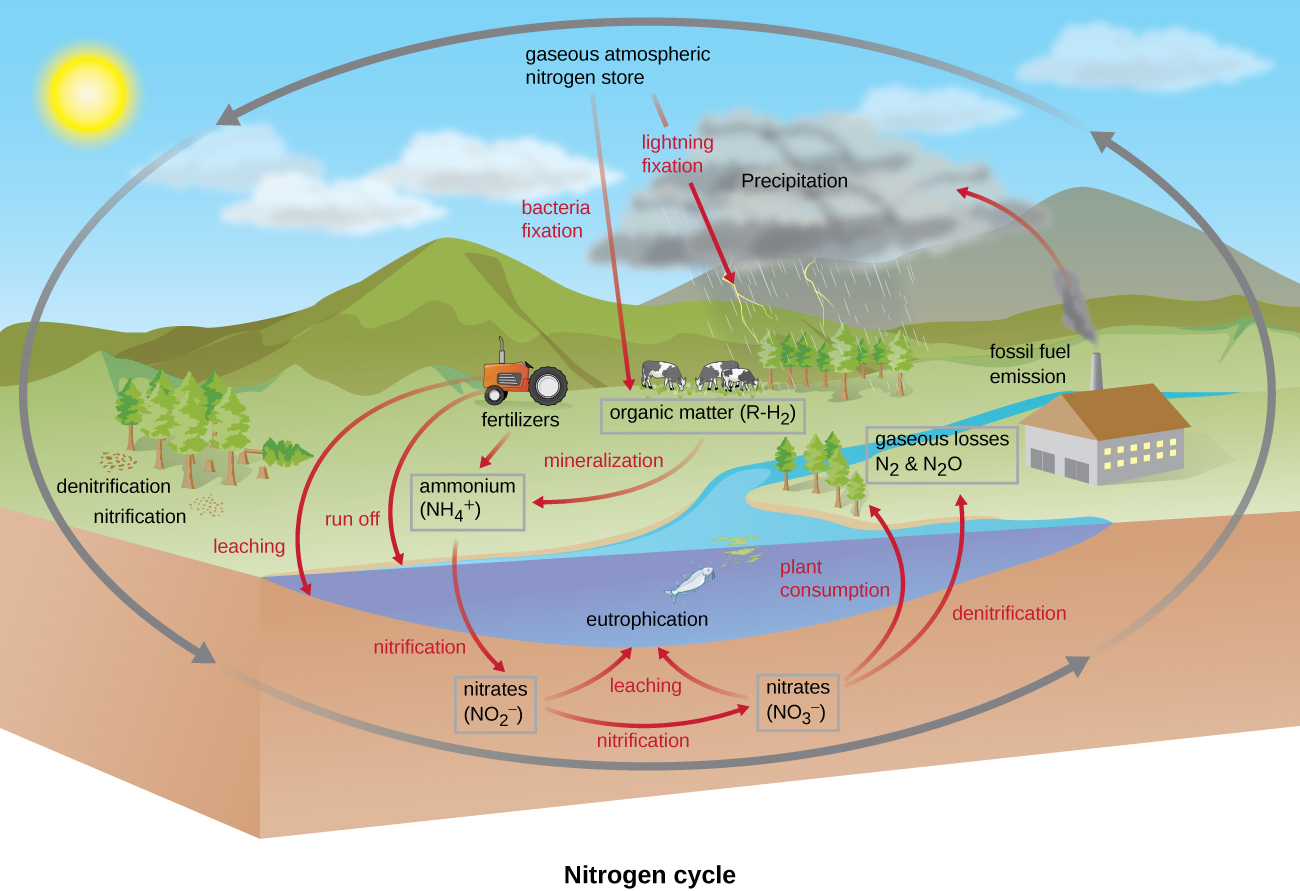 The nitrogen cycle. Gaseous atmospheric nitrogen shore; this moves into organic matter (R-H2) through bacterial and lightning fixation. Fertilizers and mineralization produce ammonium (NH4+). This can enter waterways via run off and leaching. Ammonium is converted to nitrates (NO2-) via nitrification. These are then converted to nitrates (NO3-) via nitrification. Both of these can end up in waterways causing eutrophication. Nitrates can be taken in by plants or converted to gaseous nitrate (N2) by denitrification.