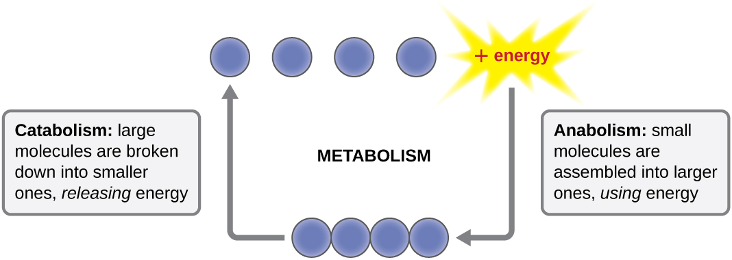 Diagram of metabolism. Catabolism: large molecules are broken down into small ones releasing energy. This is shown as a chain of 4 circles splitting into individual circles and Energy. The reverse process (using energy to connect the 4 circles) is anabolism. Anabolism: small molecules are assembled into larger ones, using energy.