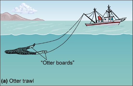A flattened net is pulled through the shallow water by a ship.