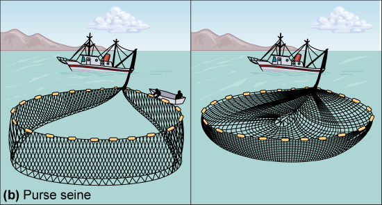 A net that creates a circle that is then pulled into a bowl shape.