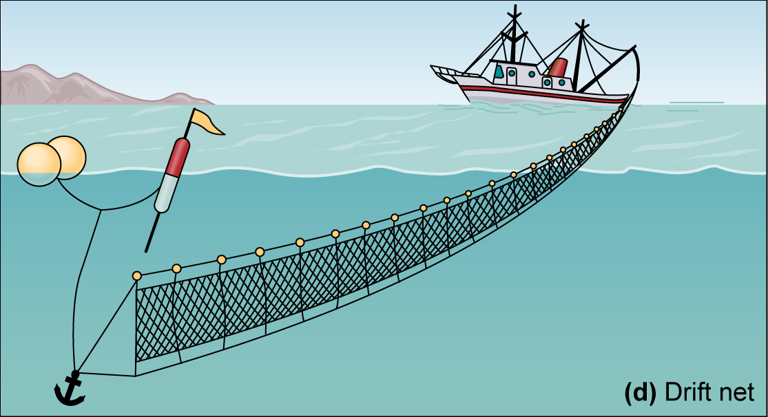 A long, straight net held near the ocean&rsquo;s surface by floats.