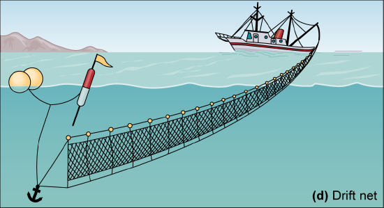 A long, straight net held near the ocean&rsquo;s surface by floats.