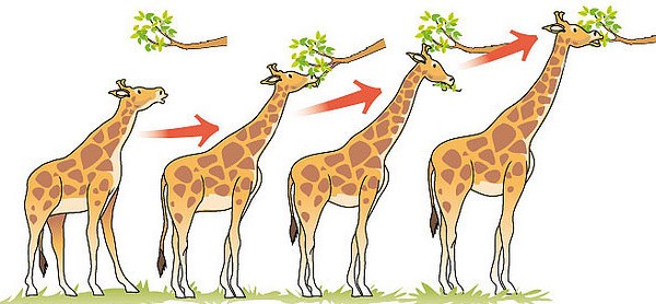 Lamarckian inheritance of acquired characteristics says that these giraffe, through their own efforts, lengthened their necks and passed the trait of a slightly longer neck to their offspring.