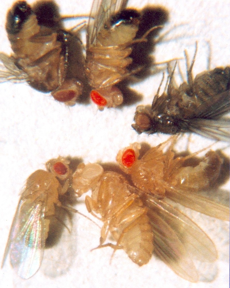 Fruit_Fly_Eye_Colors.jpeg