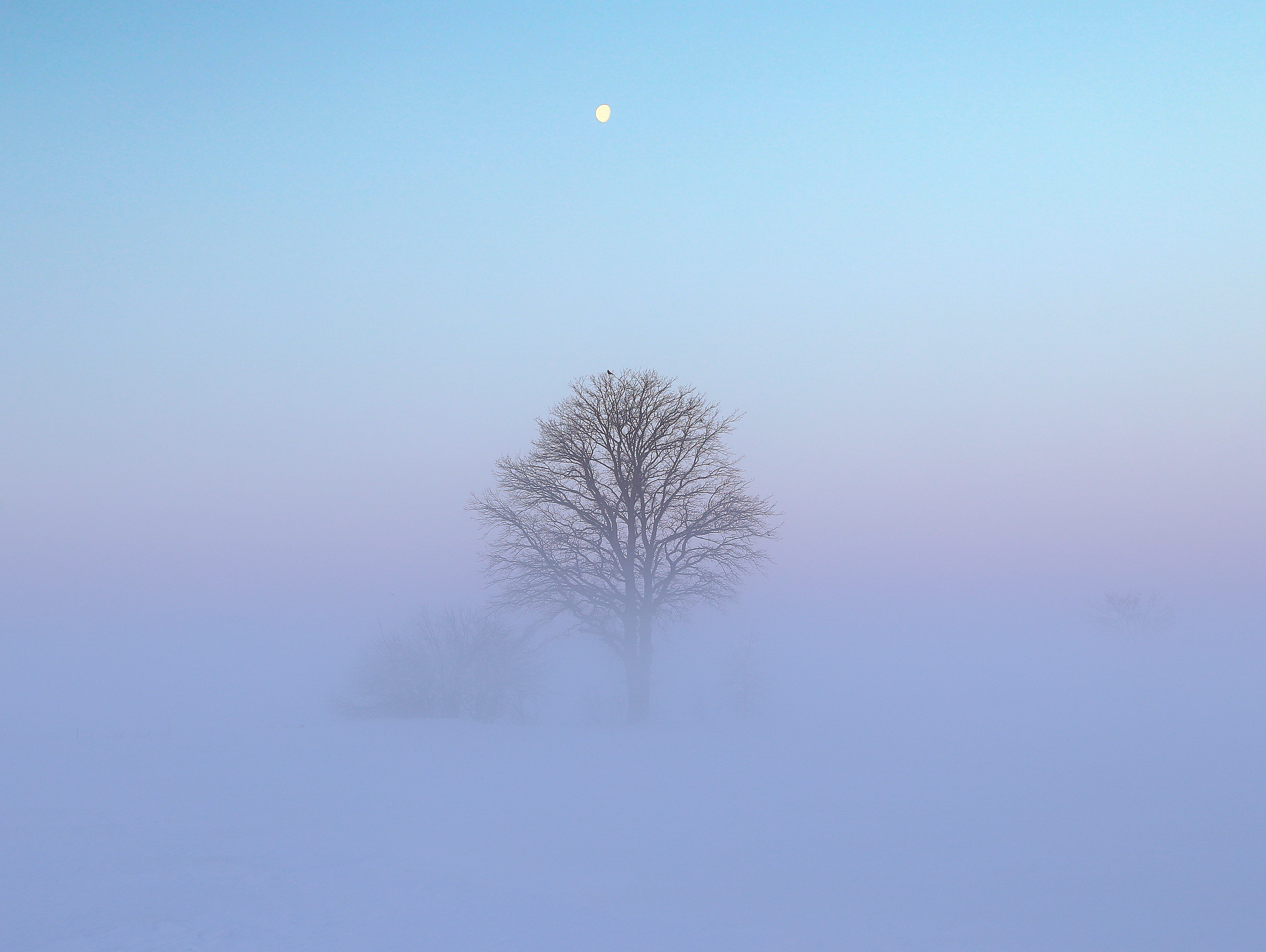 Icy fog hugs the surface while a tree stands in the middle.