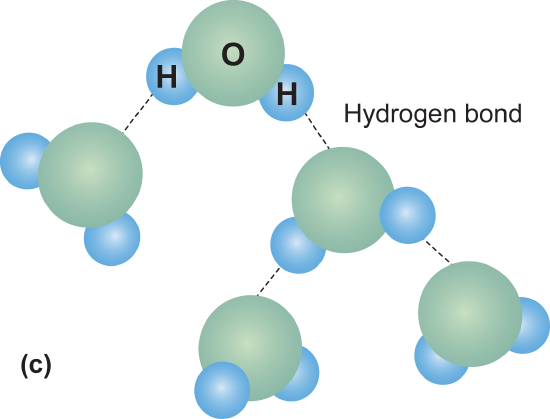 Hydrogen bonds form in water molecules between the hydrogen and oxygen molecules