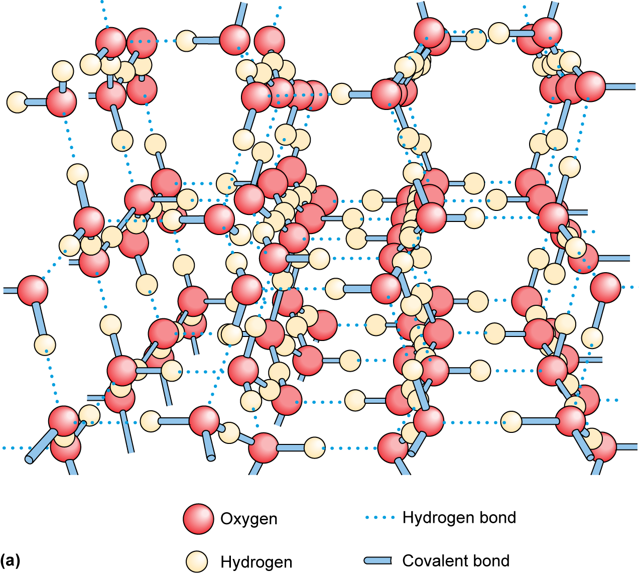 Structure of water molecules in a grid of hydrogen and covalent bonds
