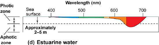 Graph of estuarine water with green at about 550 nm reaching 2 to 5 m depth