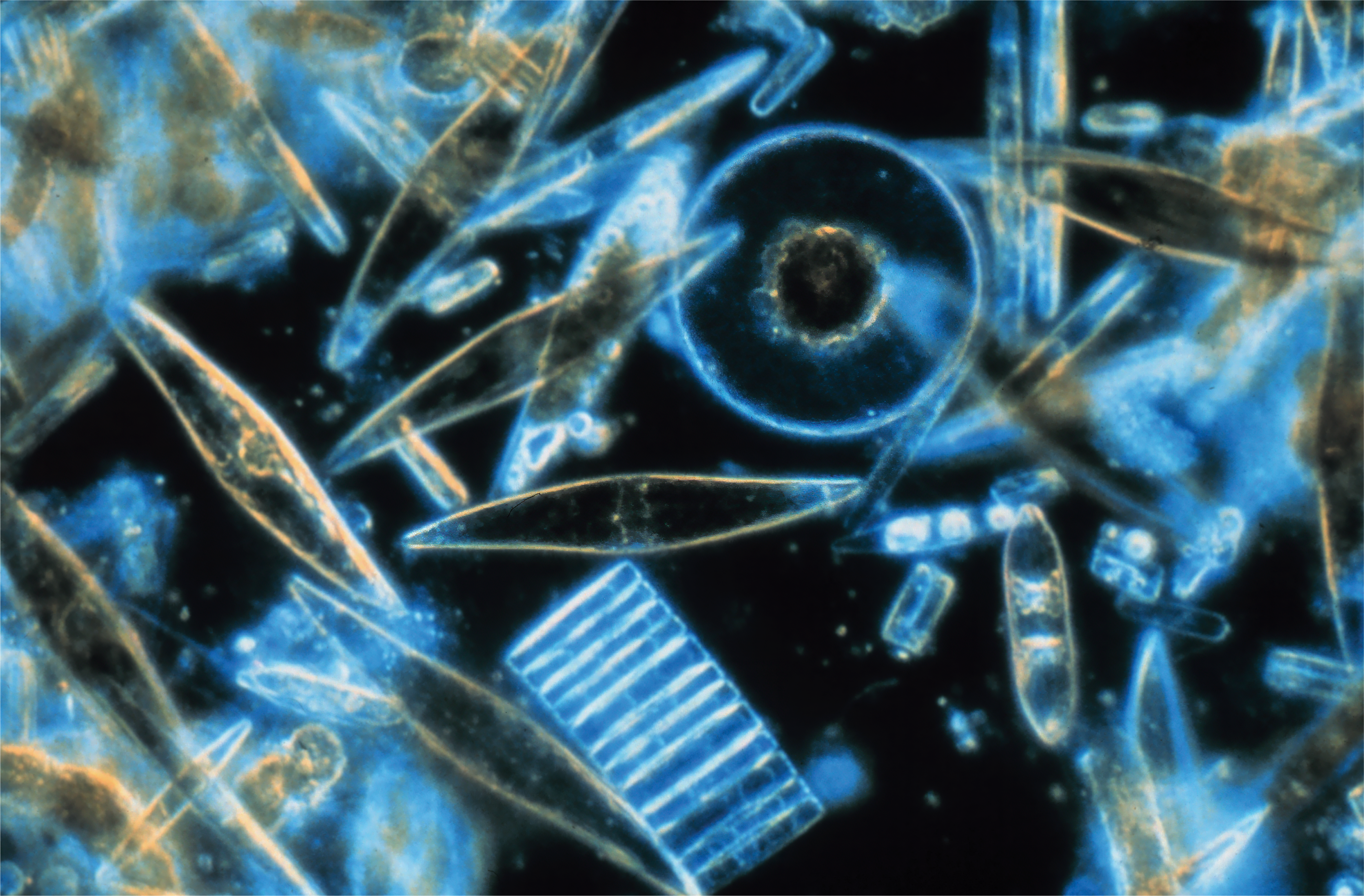Microscopic diatoms