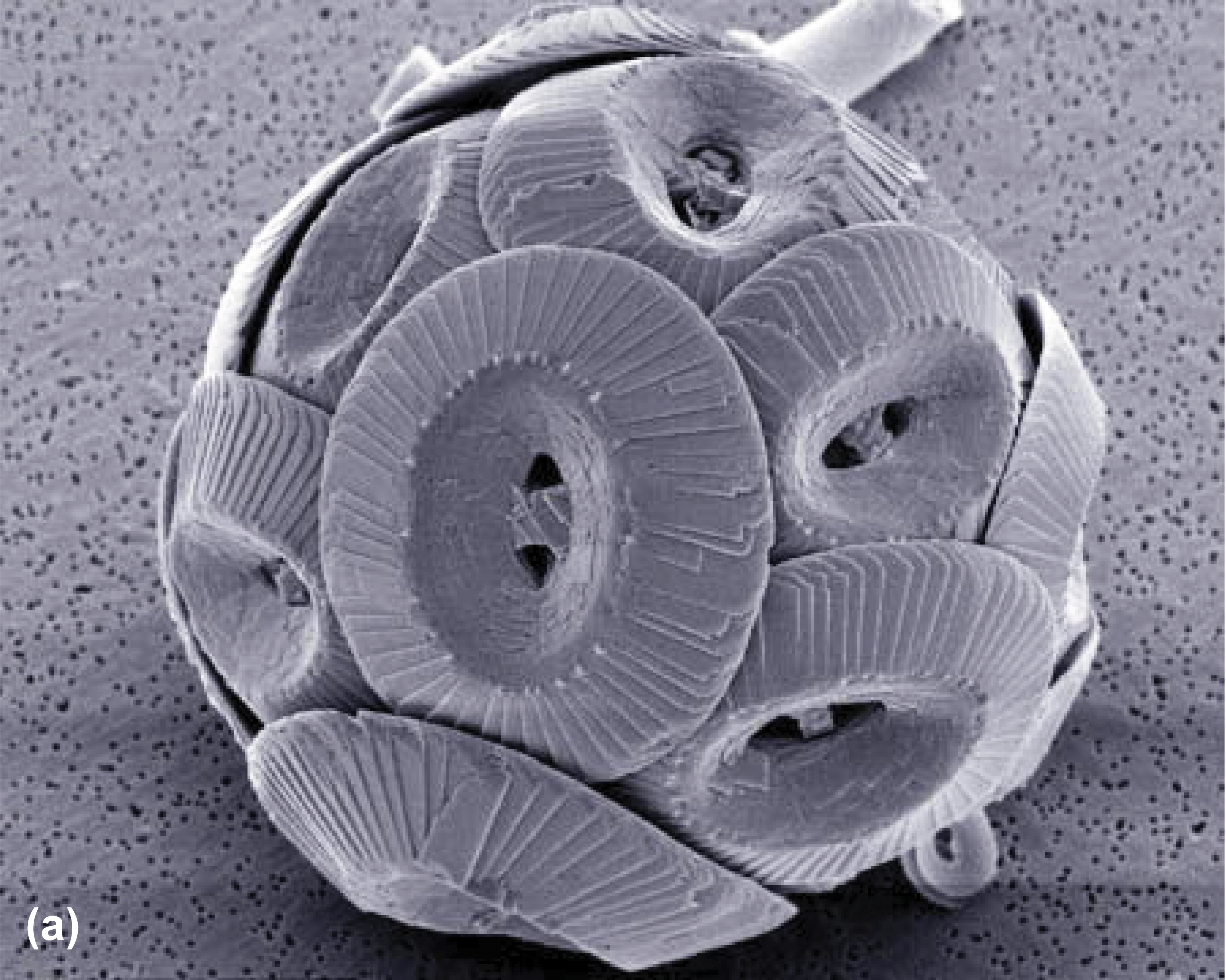 Round microscopic cocoolithophore covered with plates