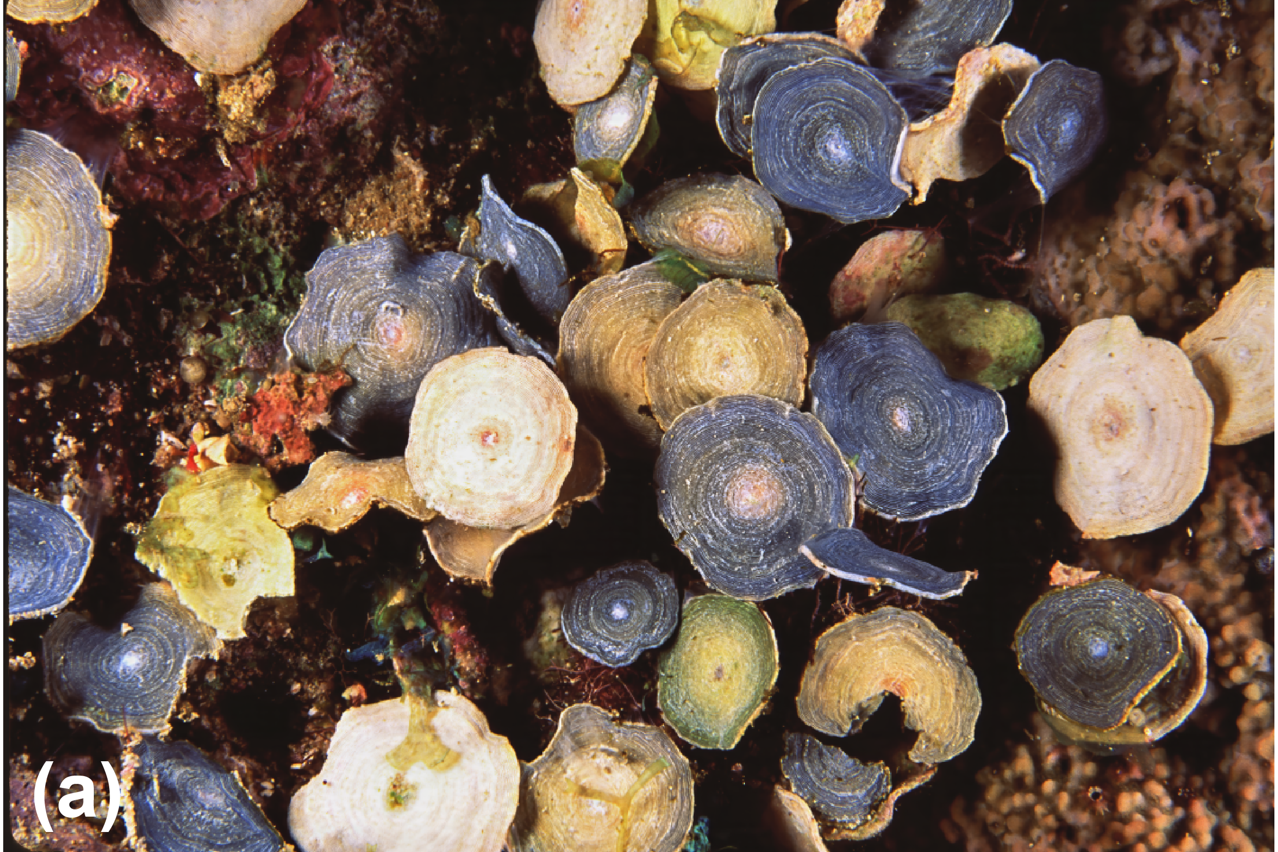 Coral covered by circular zooplankton
