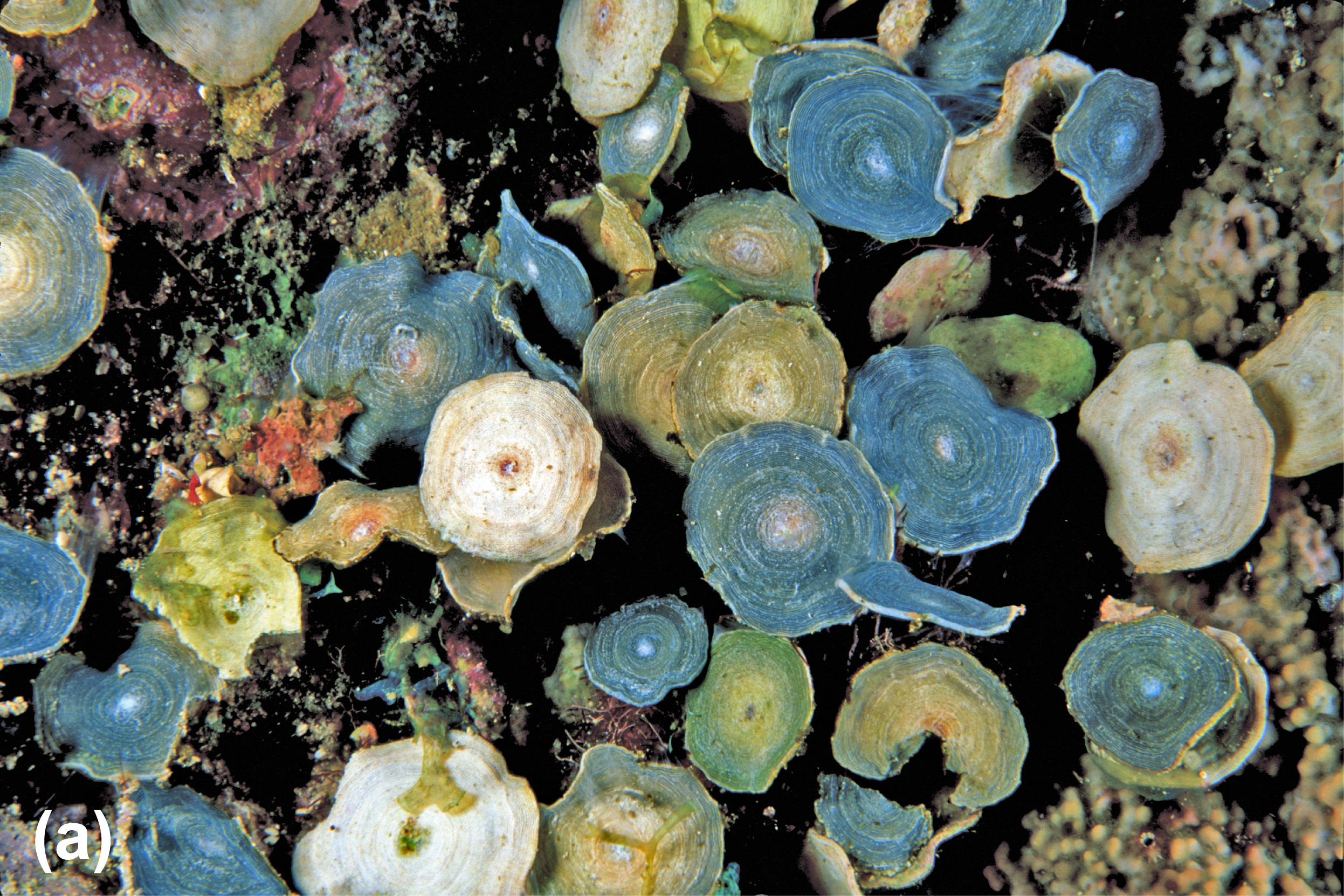 Coral covered by circular zooplankton