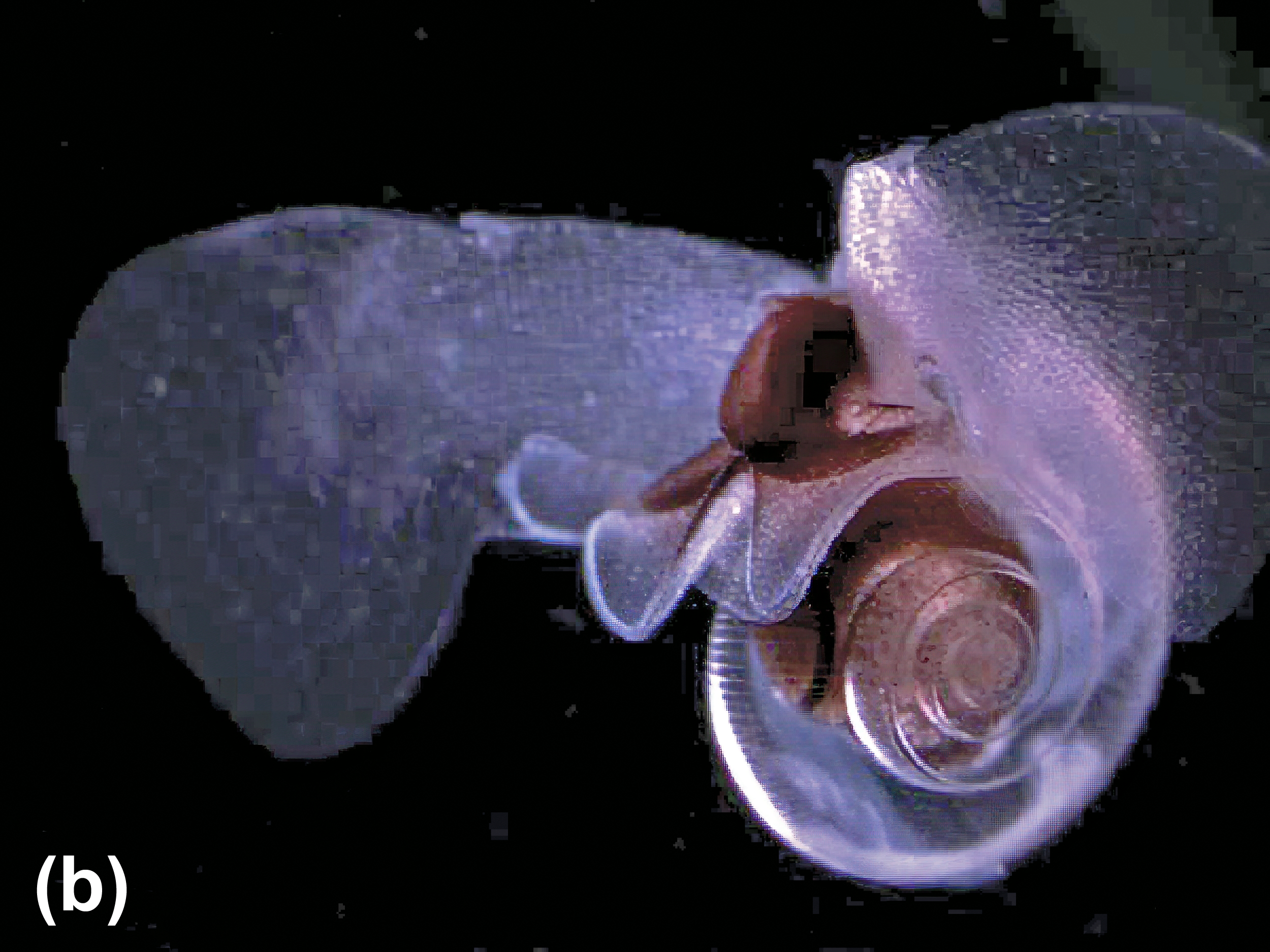 Sea butterfly