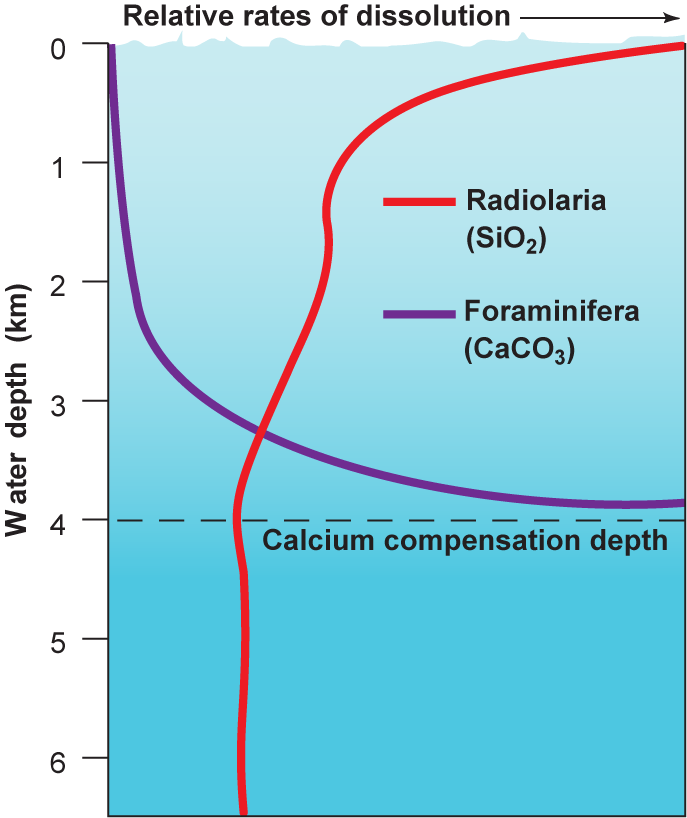 Diagram showing foraminifera dissolving quicker with water depth to 4 km and radiolaria dissolving quicker in shallower water