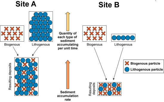 Sediment accumulation at two sites with the same biogenous sediment but one with more lithogenous sediment and one with less, which causes the first site to have a great accumulation rate