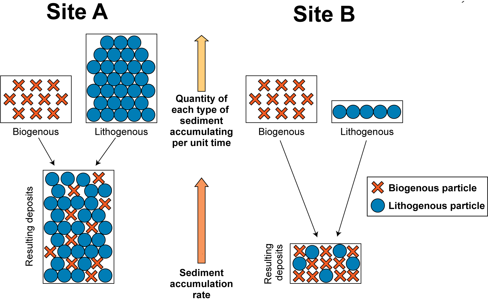 Sediment accumulation at two sites with the same biogenous and different lithogenous sediment