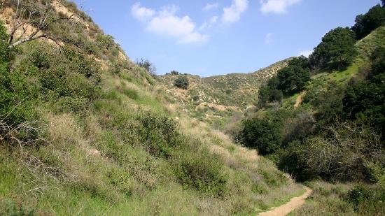 A valley with grass and small shrubbery.