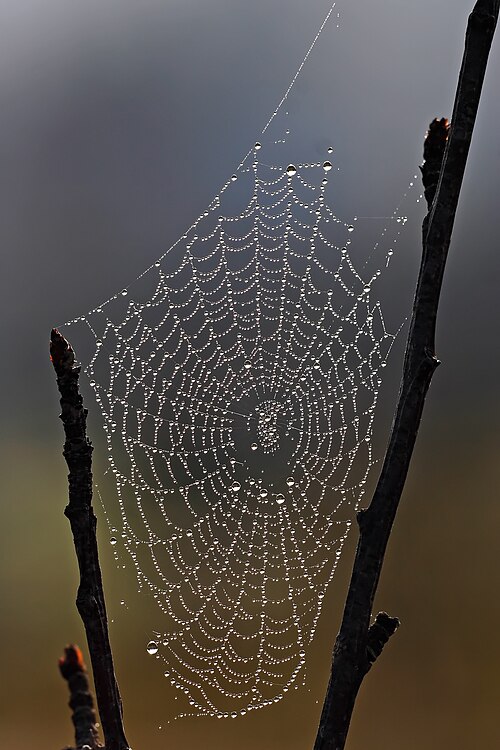 A picture of a spiderweb covered in dew, which commonly occurs when relative humidity is near 100%
