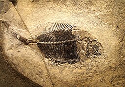 Fossilized Polyspinatus fish skeleton preserved in rock, showing detailed bones, spine, and fins.