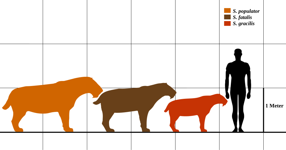 Smilodon sizes relative to a human.