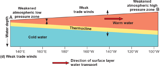 Profile of the tropical Pacific during weak trade winds with the warm water piled in the east and the thermocline shallow in the west