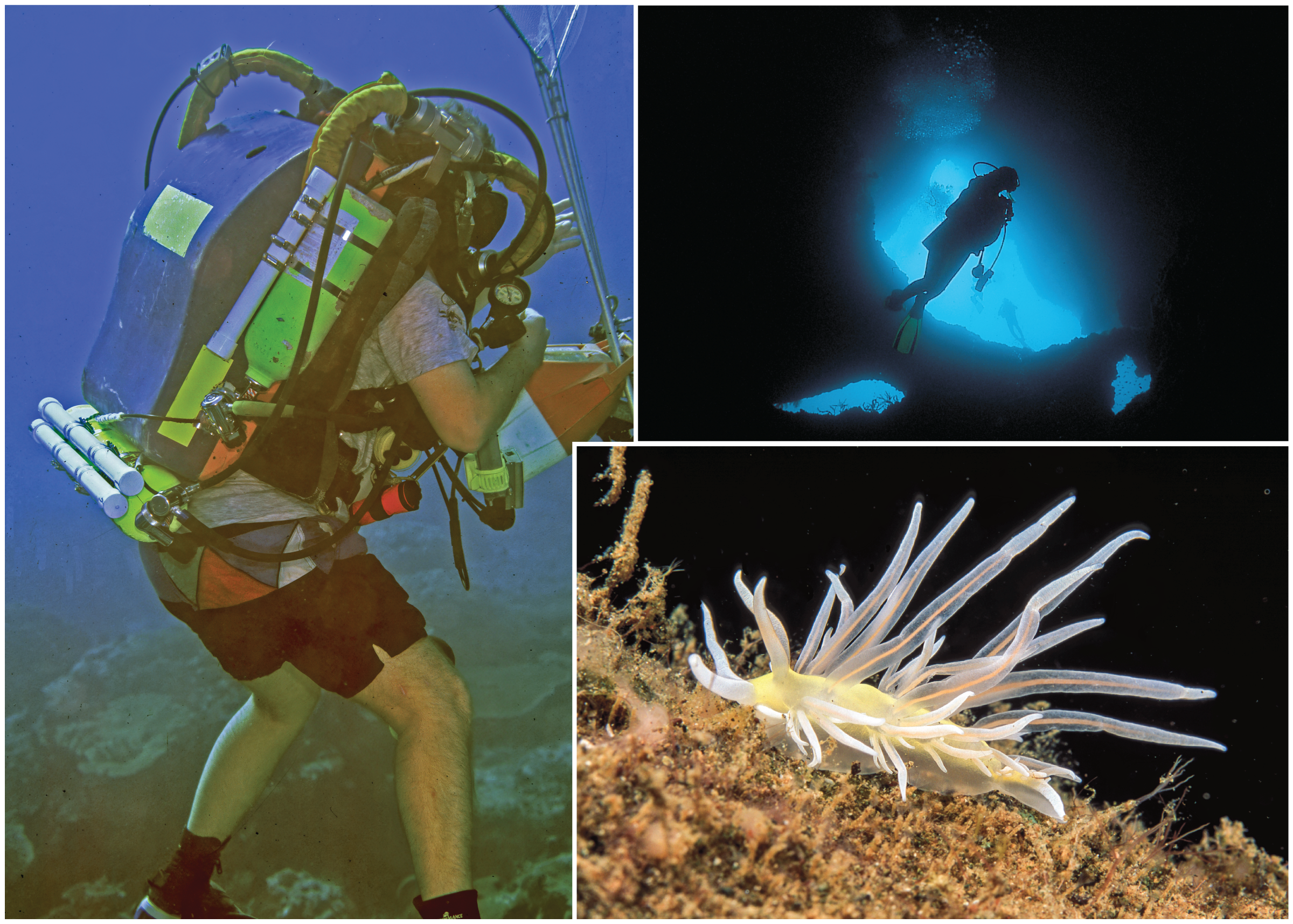 A scuba diver, a diver in an underwater cavern, and a pink nudibranch