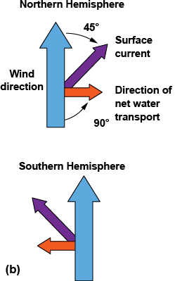 Net water transport to the right in the Northern Hemisphere and the left in the Southern Hemisphere