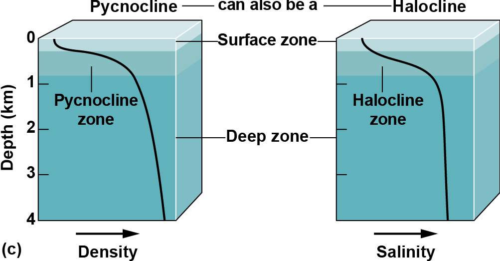 Two graphs comparing the pycnocline and halocline, which follow the same pattern